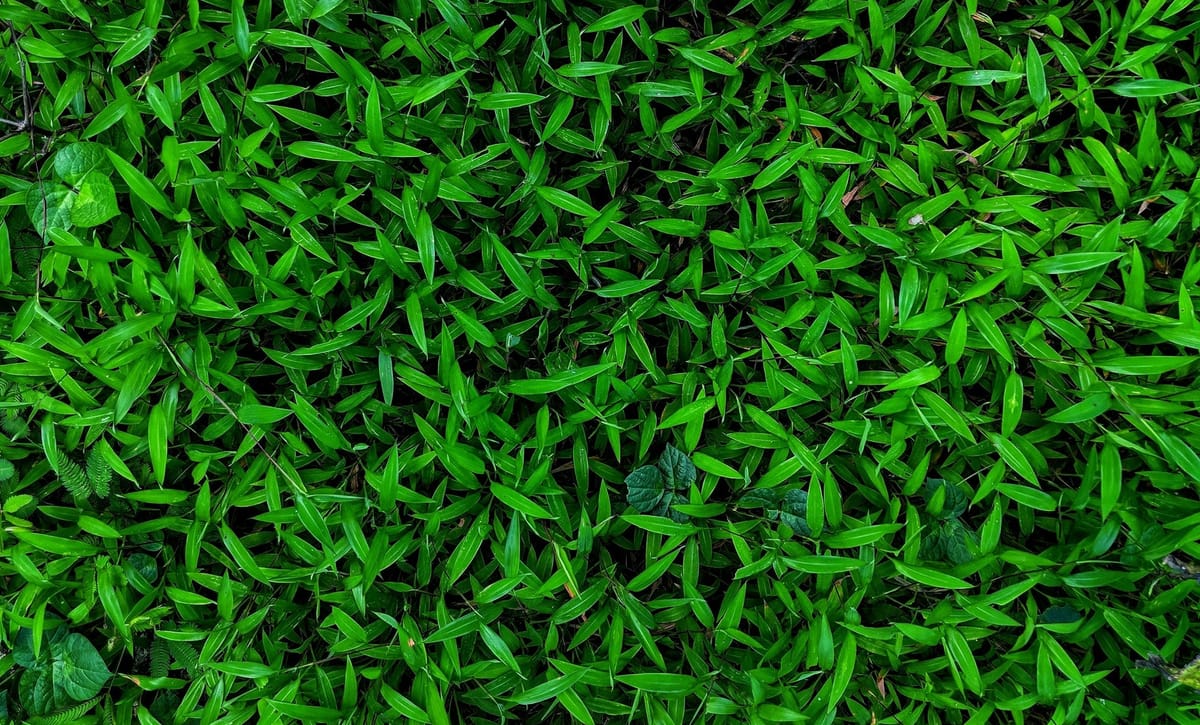 Touch Grass