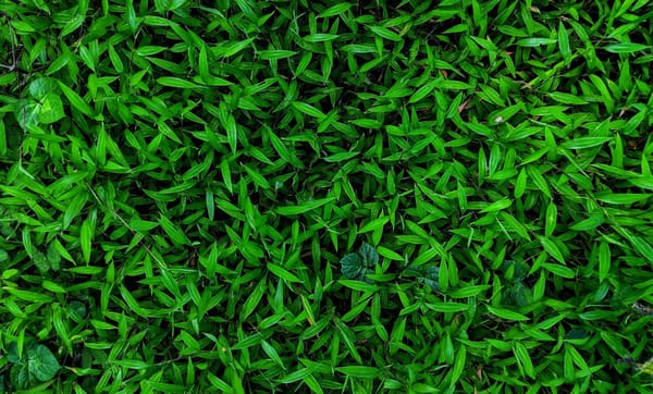 Touch Grass